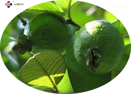 brown Powder Anti Radiation Guava Fruit Extract GMP/DML tannin0.5%--0.7%、TLC，10:1