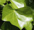 Ivy Leaf Extract(Hedera helix) 10% Hederacoside C （HPLC） Brown  Powder  GMP nature Korea Registration license